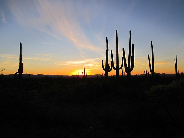 Silhouetted saguaro cacti in the desert at sunset